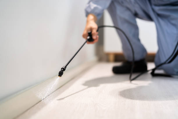 Professional exterminator conducting IPM assessment in Barnum Island